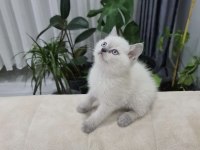 Blue point british shorthair