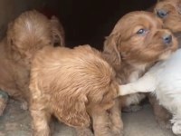 Cocker yavrularımız