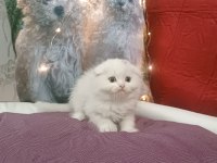 Kar topu scottish fold bebekler