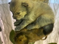 6 tane pomeranian
