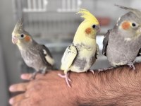 Elle Beslenmiş Sevimli Sultan Papağanı Bebekleri