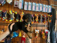 Güçlü ve Sadık Dostlar: Rottweiler Yavruları