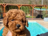 Poodle Çıftliğinden Red Brown Toy Poodle Bebeklerimiz 