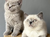 British lilac blue point