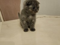 Sahibinden scottish fold
