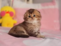 Safkan babyface sıfır kulak scottish fold erkek