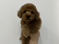 Üst Kalite Irk Ve Sağlık Garantili Toy Poodle