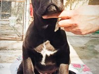 Mükemmel Kalitede FCI KIF A Clas Şecereli Cane Corso Yavru