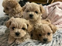 Sevimli Maltipoo Yavrularımız