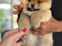 Portakal Gibi Pomeranian Boo Ayıcık