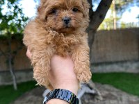 Sağlık Ve Irk Garantili Maltipoo Yavrularımız