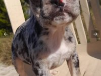 French bulldog Merle Tan