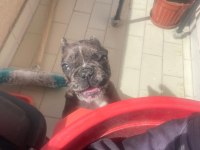 Güzeller güzeli merle french bulldog bebeğimiz