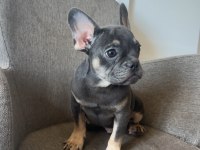 Ücretsiz French Bulldog Yavrularım