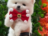 Üretim çiftliğinden pomeranian boo