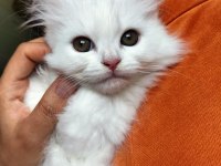 Yetişen Alır Hemen Teslim British Shorthair