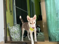 ACİL ÜCRETSİZ SAHİPLENDİRME HUSKY
