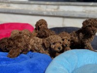 Wc eğitimli aşılı pasaportlu toy poodle 