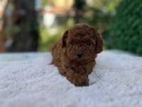 Poodle kıvırcıklarımız yeni ailelerini bekliyor
