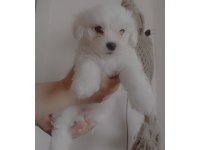 Yavru maltese terrier