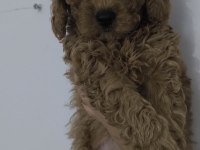2 aylık 3 adet poodle dişi