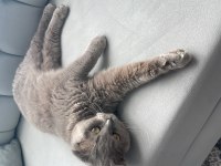Mia 4 yaşında scottish fold güzel kızım yeni yuvasını arıyor