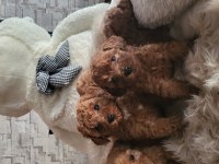 toy poodle yavru köpeklerimiz