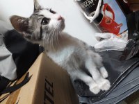 Apartmana bırakılmış kediyi ücretsiz sahiplendirme