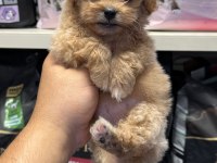 En Güzel Maltipoo Yavrular İçin Arayabilirsiniz