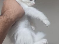 BRİTİSH SHORTHAİR MİNNOŞLAR