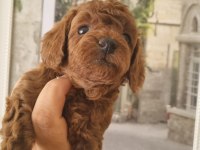 Safkan Toy Poodle Yavrularımız