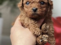 Toy Poodle Safkan