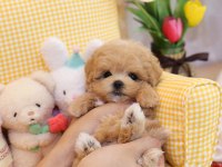 HİPOALERJENİK MALTİPOO BEBEKLERİMİZ