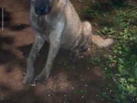 20 aylık dişi kangal
