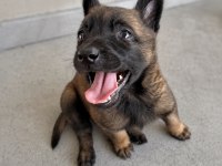 Irk Garantili Belçika Malinois Yavruları