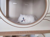 Full şecereli british longhair yavrular