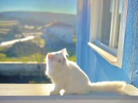 İRAN KEDİSİ