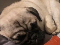 10 aylık aşılı karneli pug erkek