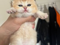 Anne baba şecereli golden british shorthair yavrular