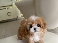 Kore Maltipoo bebekler