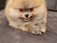 Pomeranian Tea Cup