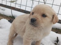 Çok UYGUN GOLDEN YAVRULAR HER İLE SORUNSUZ GÖNDERİM