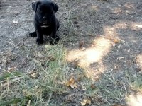 Cane corso brindle yavrular