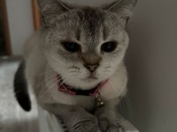 Burmilla cinsi kedimiz aşılı ve bakımlı