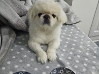 Pekinez köpeğime gerçekten bakabilecek birisini arıyorum