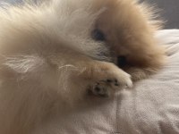 Pomeranian adım çiçek