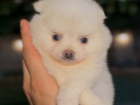 Pomeranian Yavrumuz