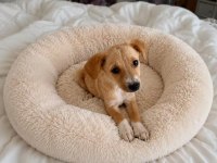 Jack Russell Pinscher Melezi Yavru