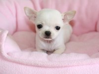 Sevimli Chihuahua Yavruları