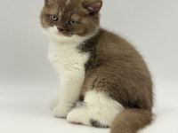 Eşsiz British Shorthair Yavrular